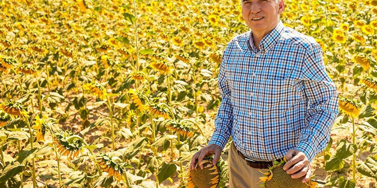 Ayçiçekler hasat için gün sayıyor