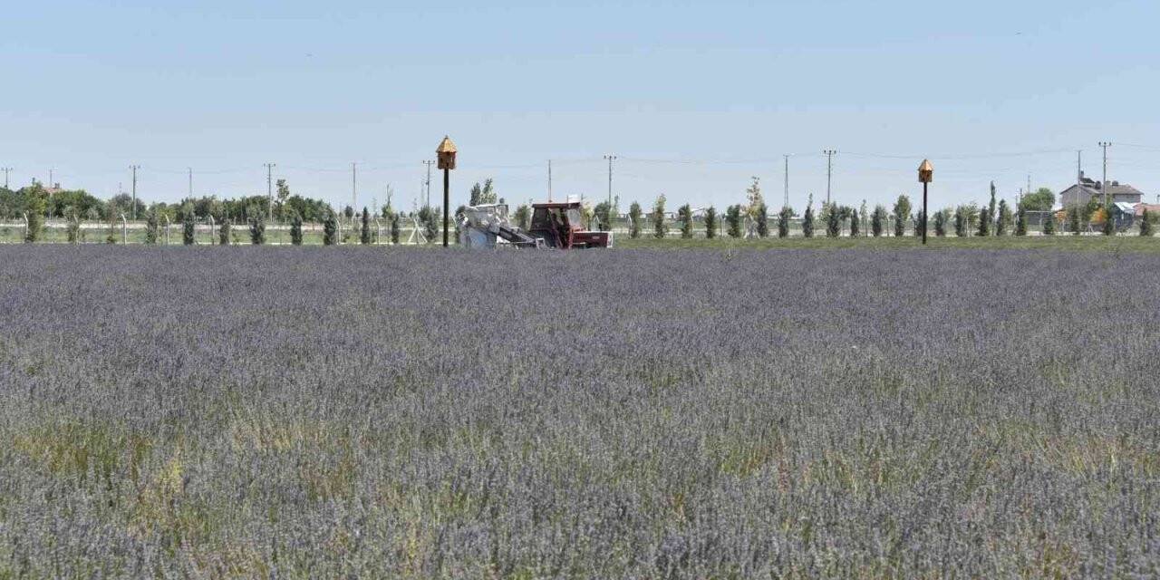 Karatay Lavanta Bahçesi’nde hasat zamanı