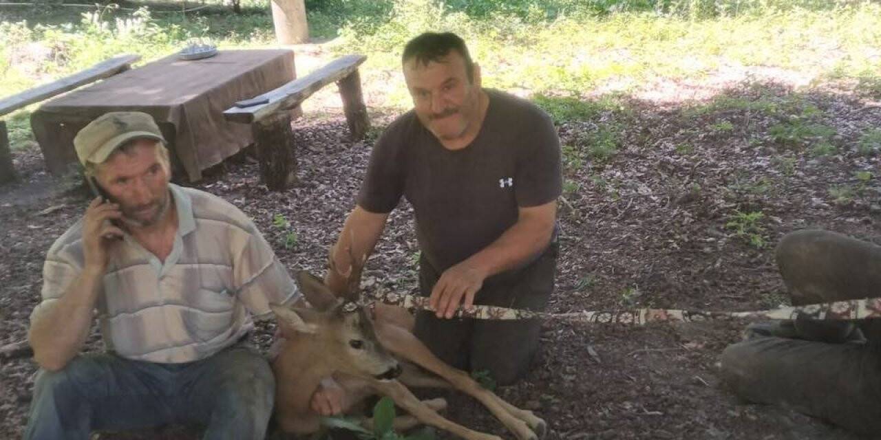 Yaralı ceylana su verip, sevdiler