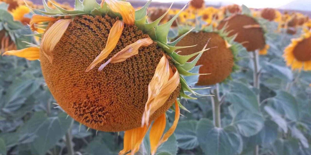 Ayçiçek tarlalarındaki masalsı manzara havadan görüntülendi