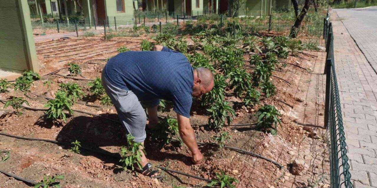 Sıcaktan bunalanlar hobi bahçeleri ve belediye havuzlarına koştu