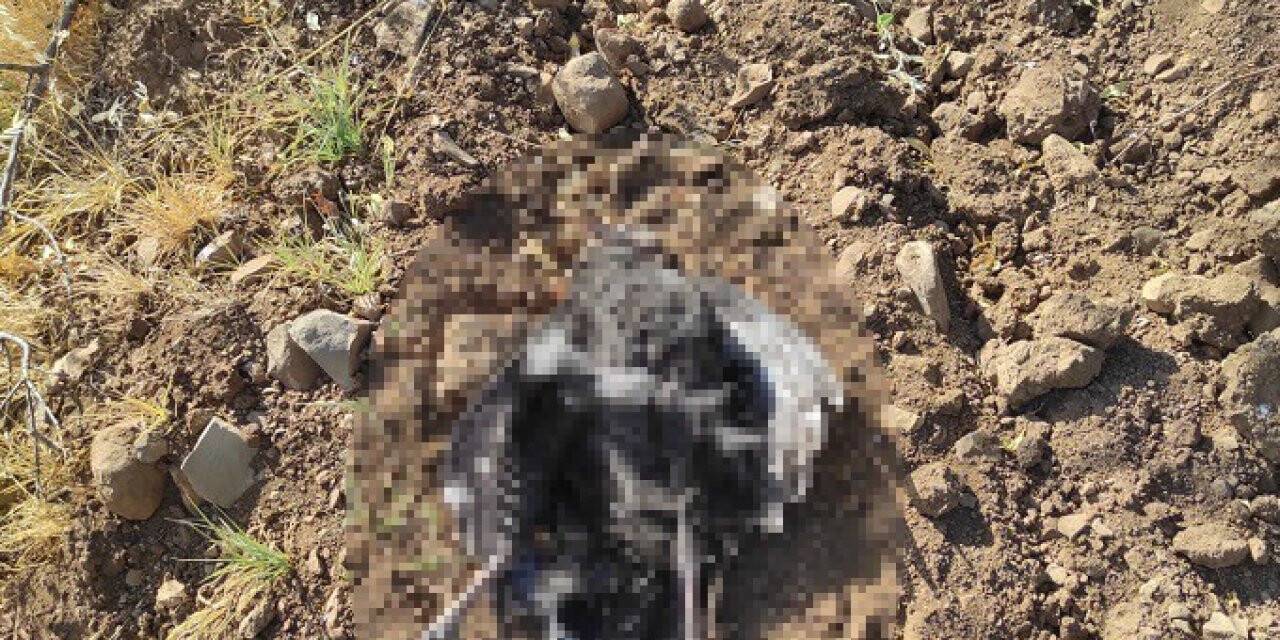 Kümese dadanan tilki 16 hindiyi telef etti