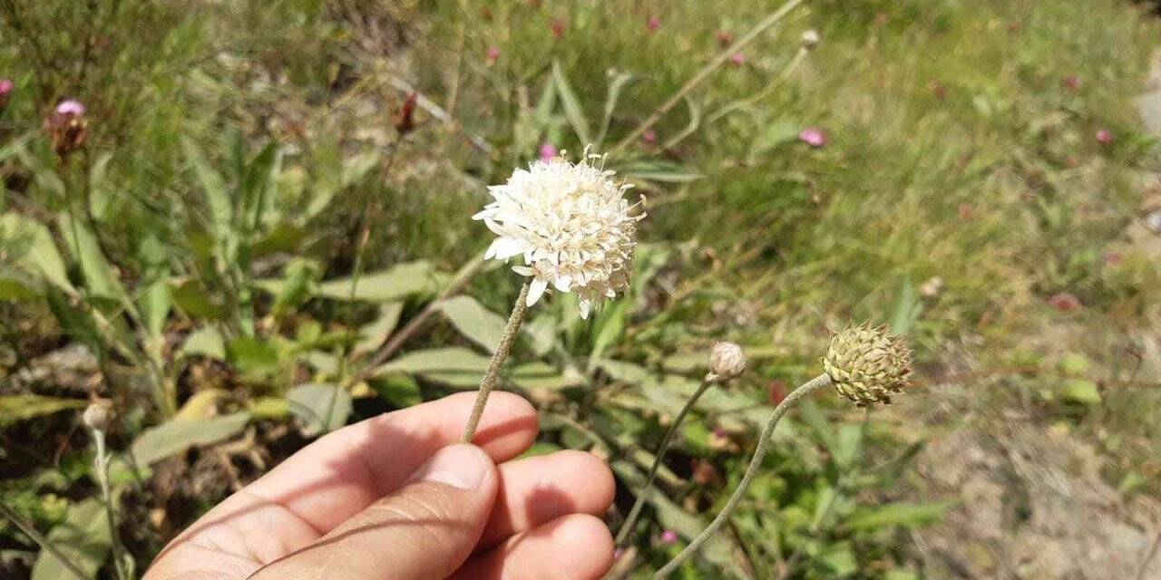 Endemik bitki inceleme altında