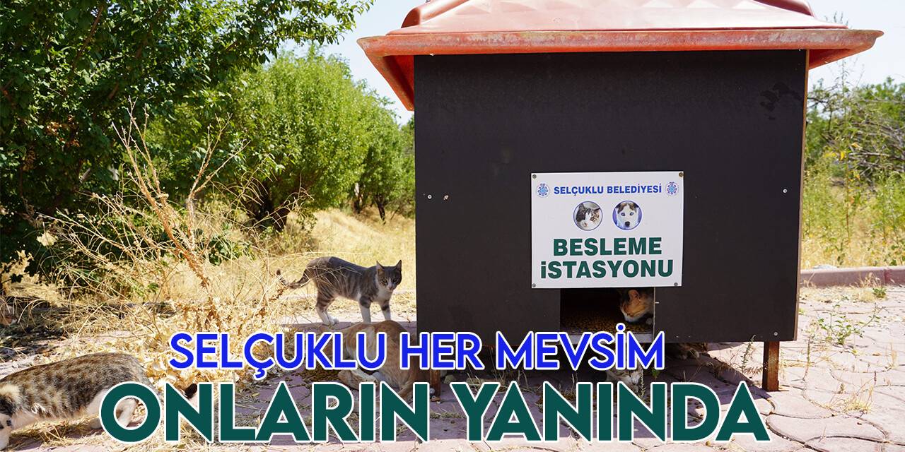 Selçuklu Belediyesi yaz sıcaklarında da sokak hayvanlarının yanında