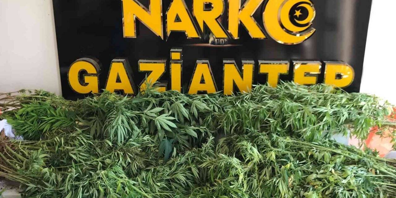 Gaziantep’te 267 kök kenevir ele geçirildi