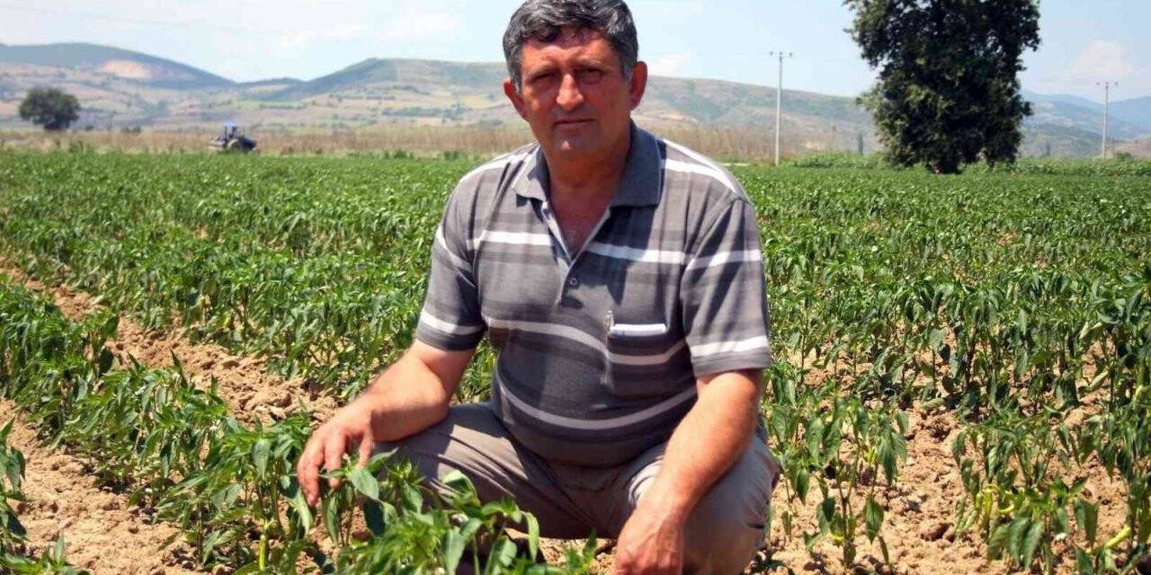 Adına festivaller düzenlenen biber fiyatı ile üreticiyi sevindirdi