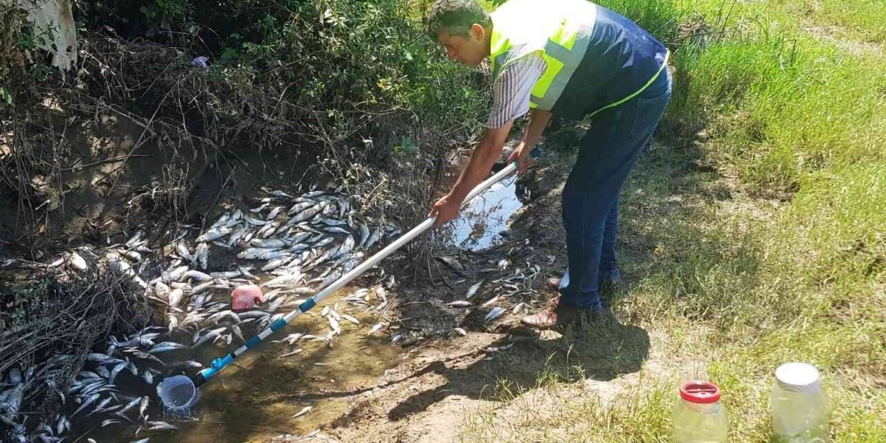 Bartın’da telef olan balıklarla ilgili ırmakta illegal bir deşarj veya atık dökümü tespit edilmedi
