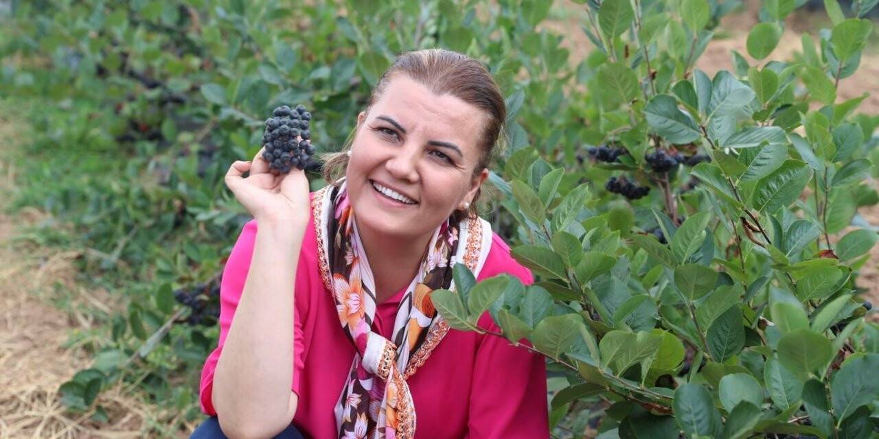 Onun adı süper meyve, faydaları saymakla bitmiyor