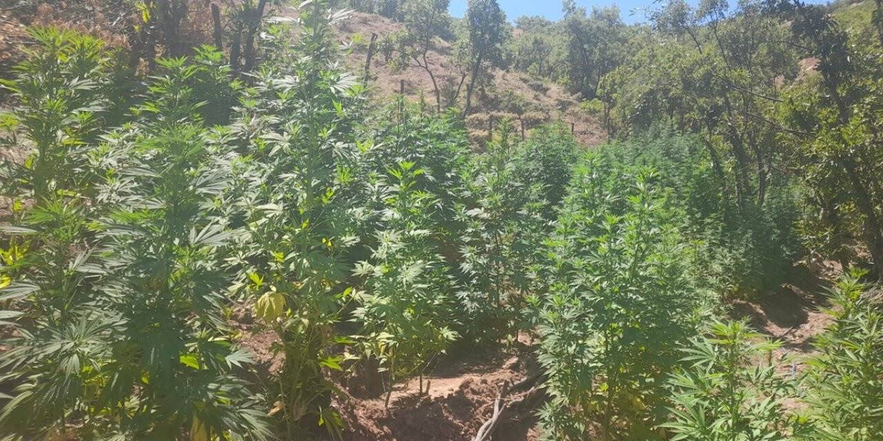 Bingöl’de 275 bin kök kenevir ve 152 kilogram kubar esrar ele geçirildi