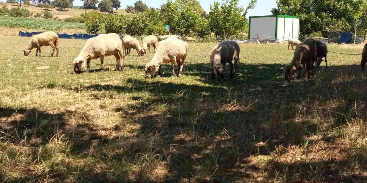 Yenişehir’e hayvan giriş çıkışları yasaklandı