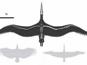 En Büyük Uçan Canlı Fosili İddiası