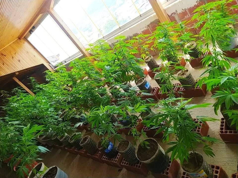 Evin kapalı terasında 92 kök kenevir ele geçirildi