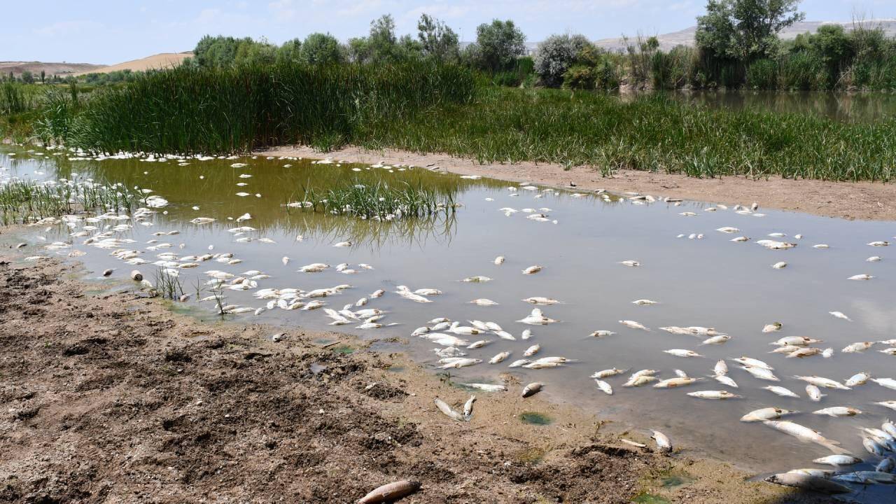 Toplu balık ölümlerine zehir değil, kavuran sıcaklar neden oldu