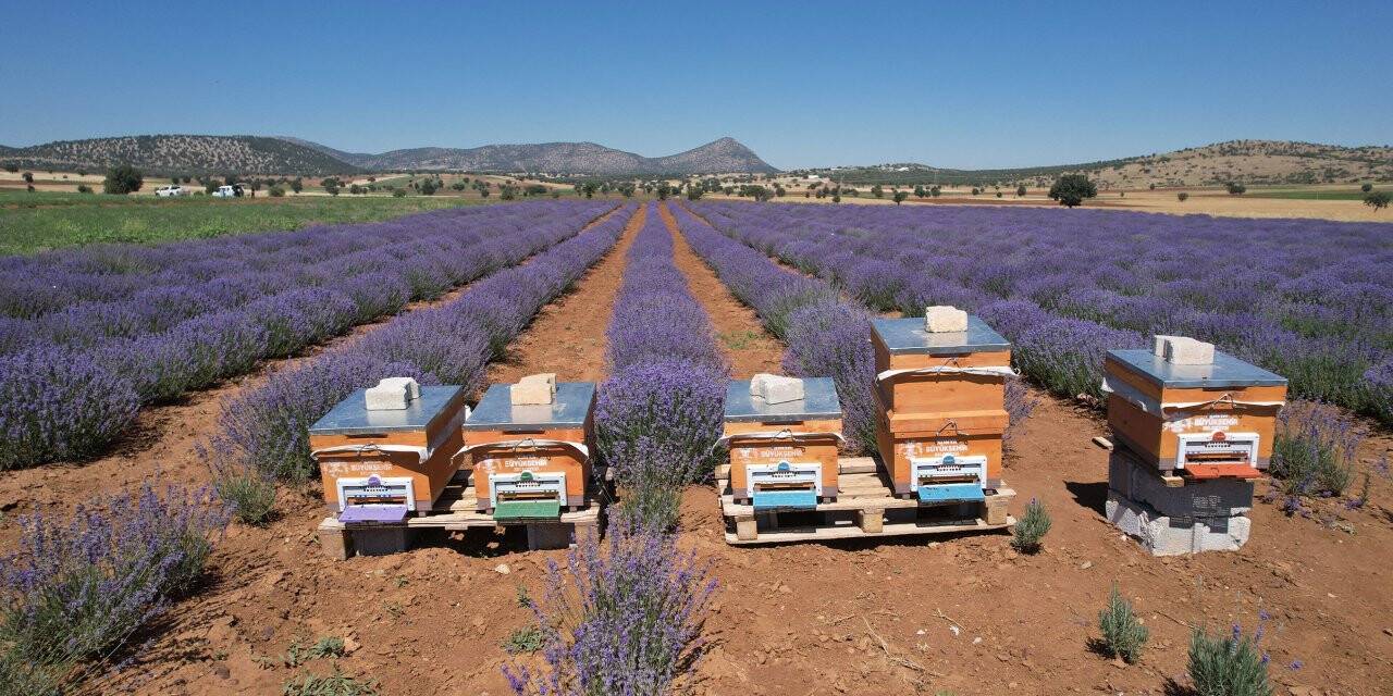 Başkan Altay: “Lavanta üretiminin artması için desteğimiz devam ediyor”
