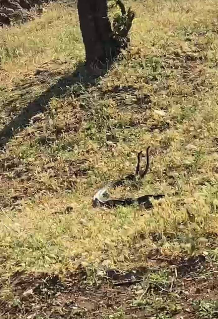 Vatandaşlar dans eden 2 metrelik yılanları görüntüledi