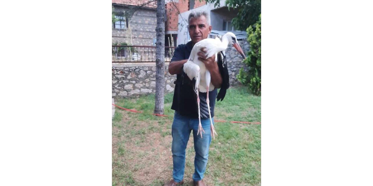 Yaralı leylek koruma altına alındı