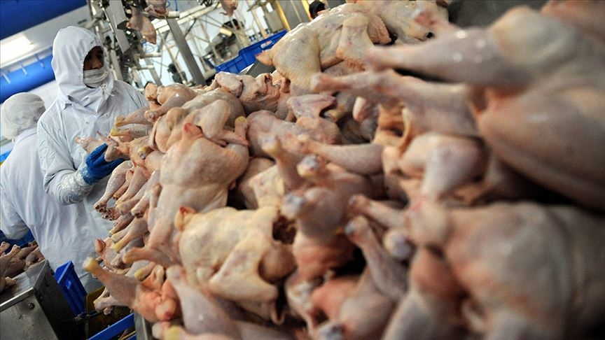 Tavuk eti üretimi haziranda yıllık bazda yüzde 13,4 arttı