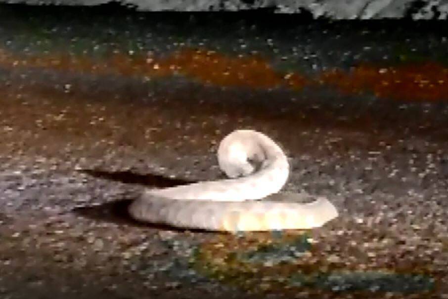 Yaralı yılanı görünce aracını durdurdu