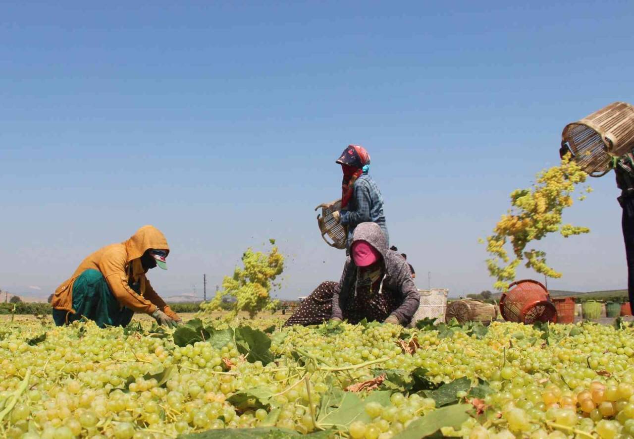 ’Kuru üzümde mazot hilesi’ iddialarına tepki