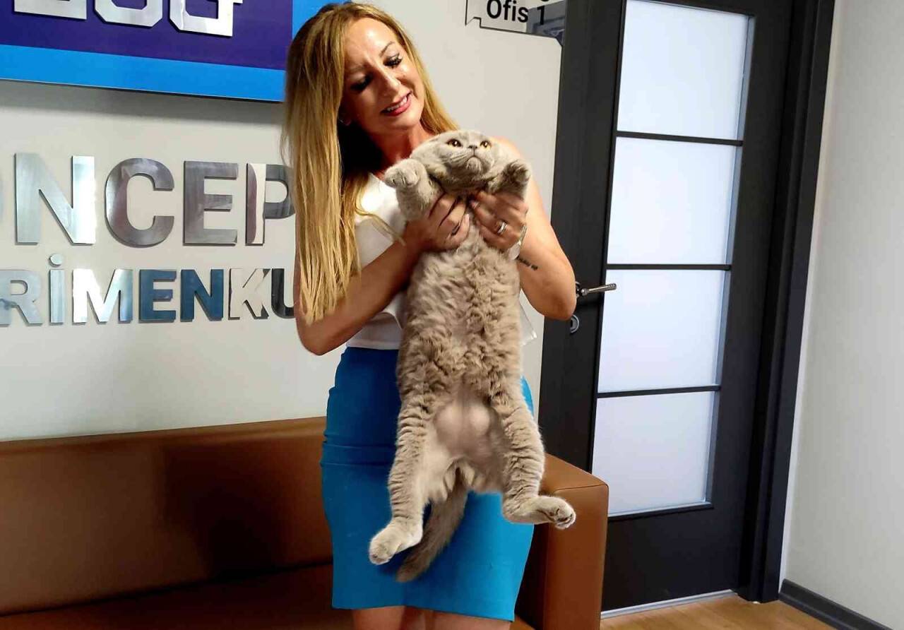 Obez kedi tam 8,5 kilo ağırlığında
