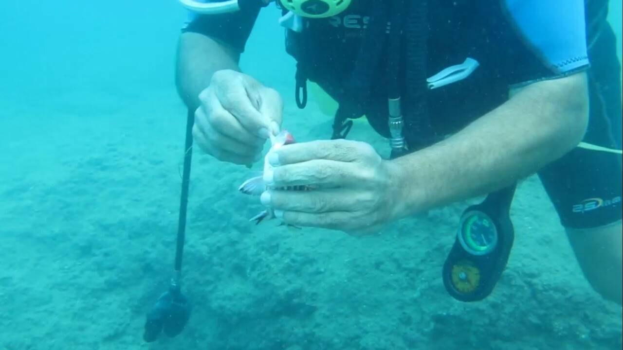 Antalya’da balık ısırma şikayetleri arttı, uzman isim açıklama yaptı