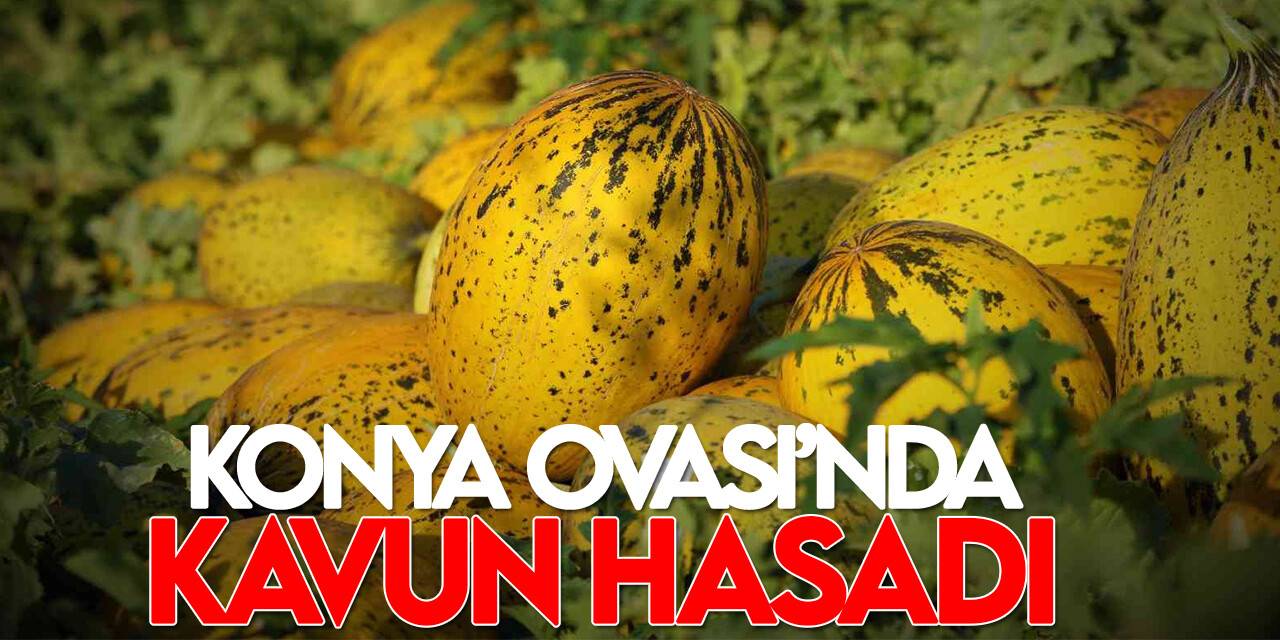 Konya Ovası'nda kavun hasadı zamanı