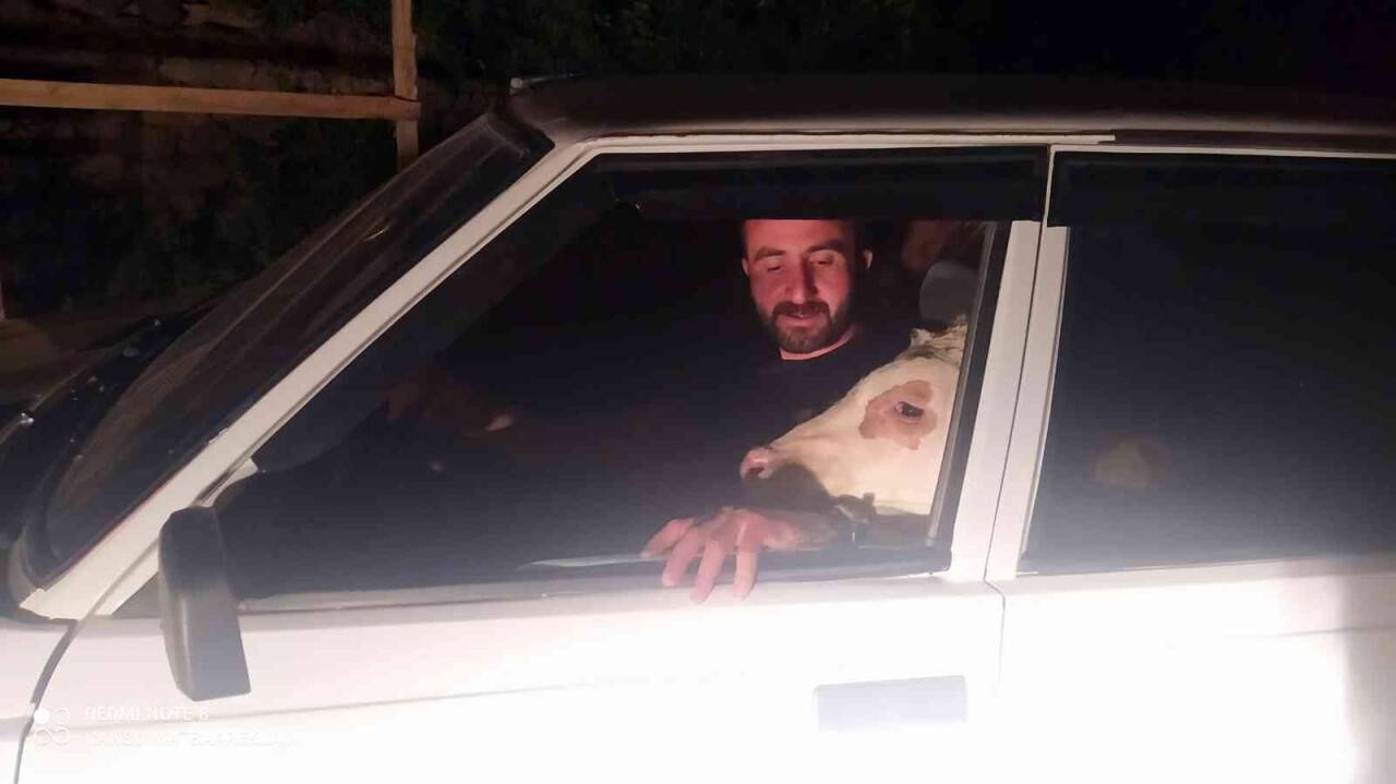 Depresyona giren buzağısını arabaya bindirip gezdirdi