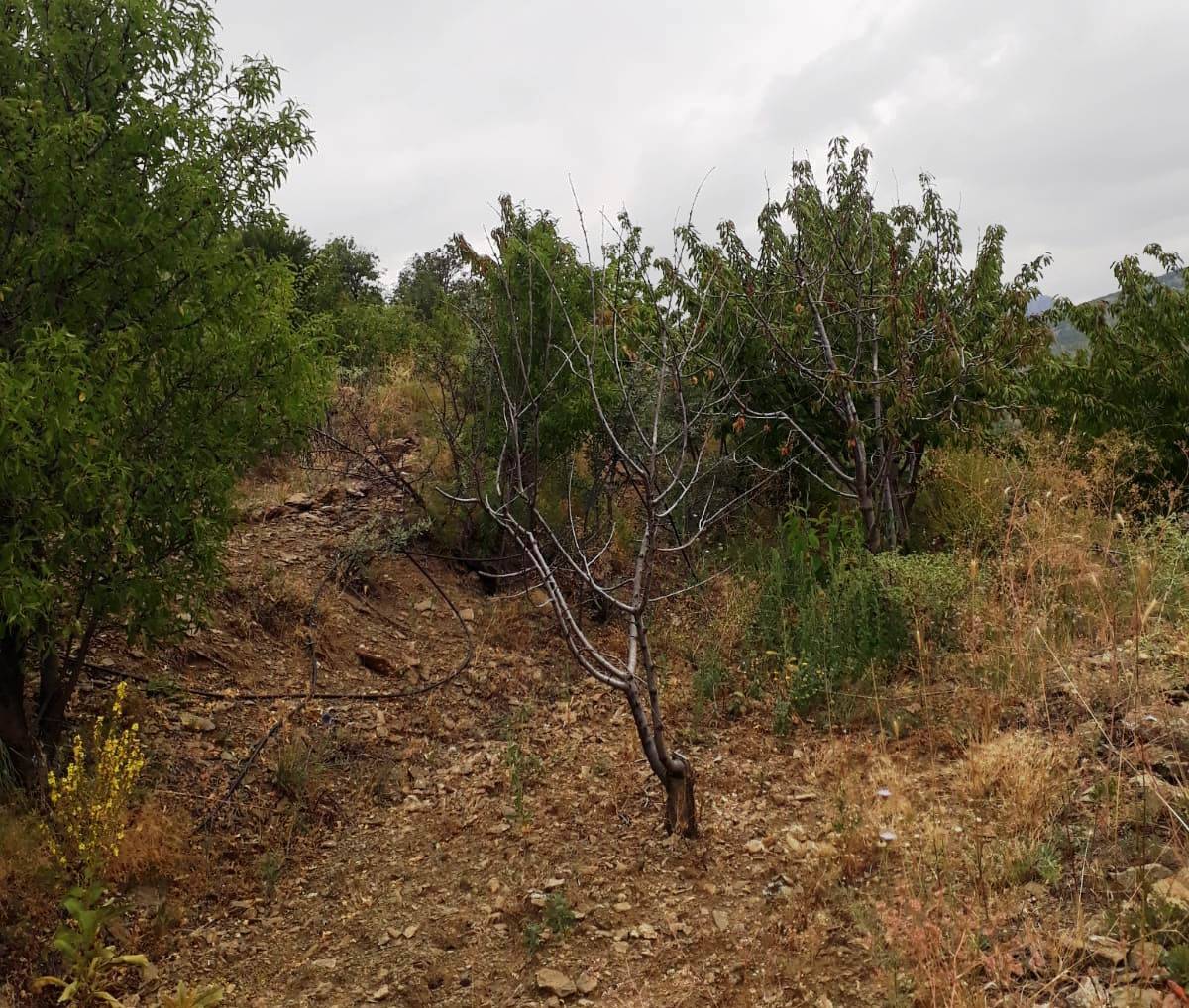Hadim-Dedemli’de kiraz ağaçları susuzluktan kuruyor