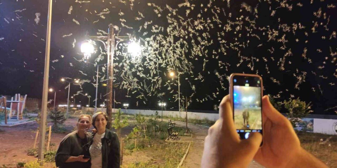 Milyonlarca ’bir gün sineği’ tarihi Halilefendi köprüsünü istila etti