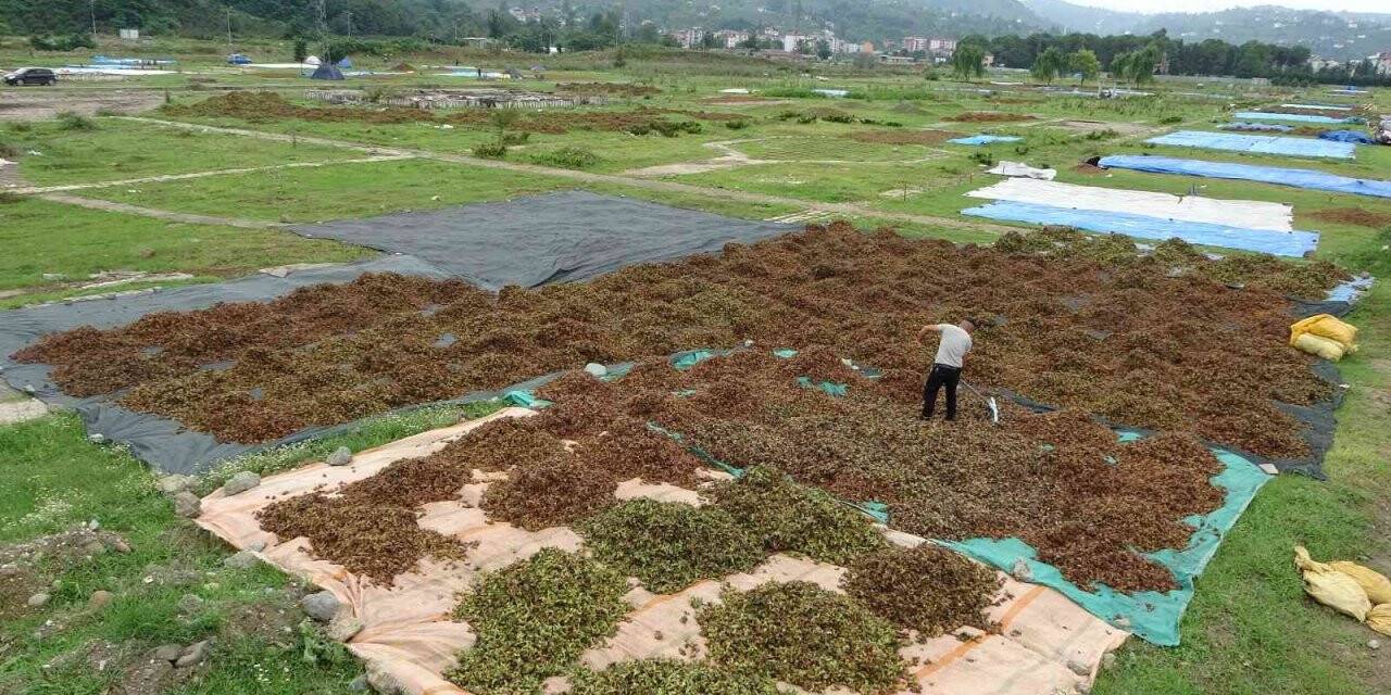 Ordulu üreticilerin ‘fındık kurutma’ mesaisi