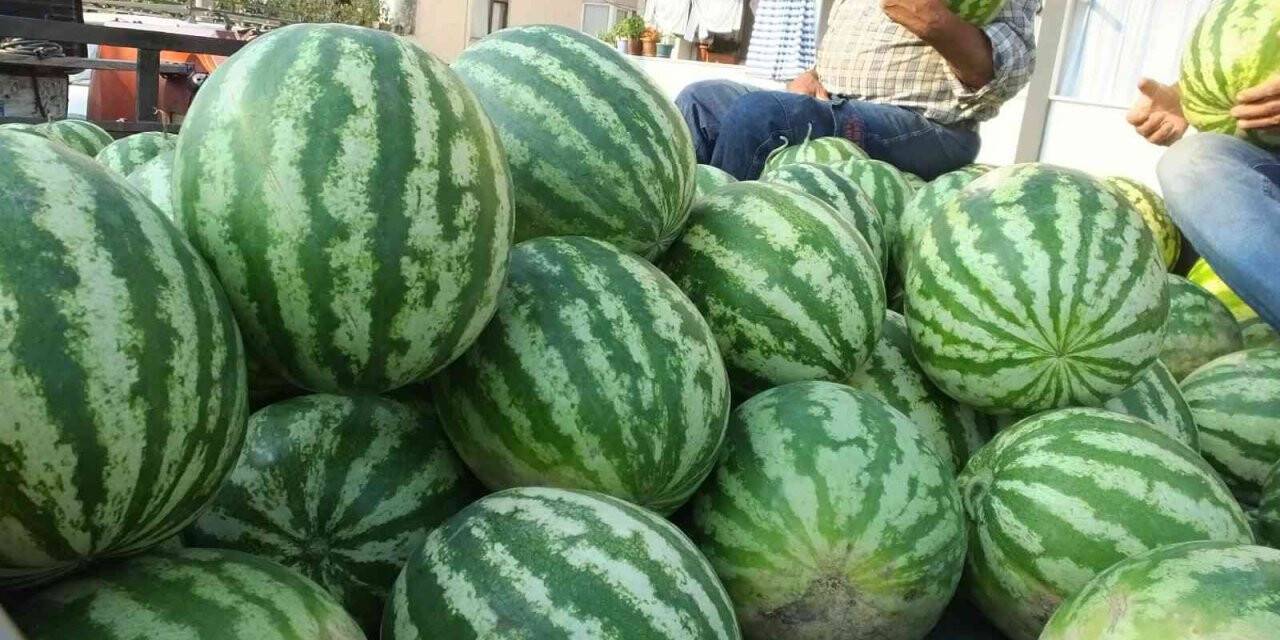 Burhaniye’ de karpuz çiftçinin yüzünü güldürdü