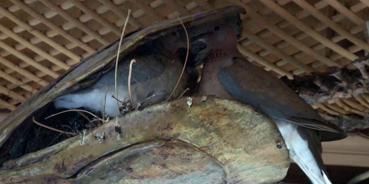 Kumru, balık müzesinde Orkinos mumyası içine yavruladı