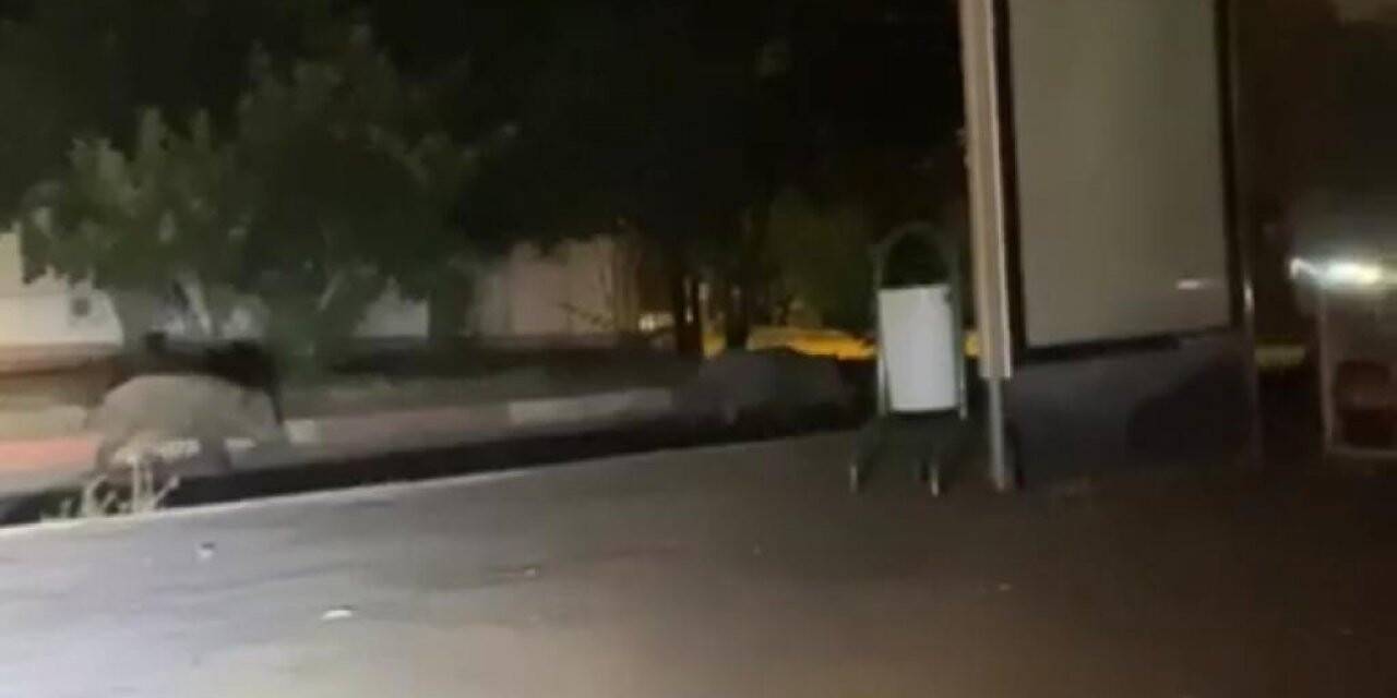 Çukurova Üniversitesi Yerleşkesinde domuz görüldü