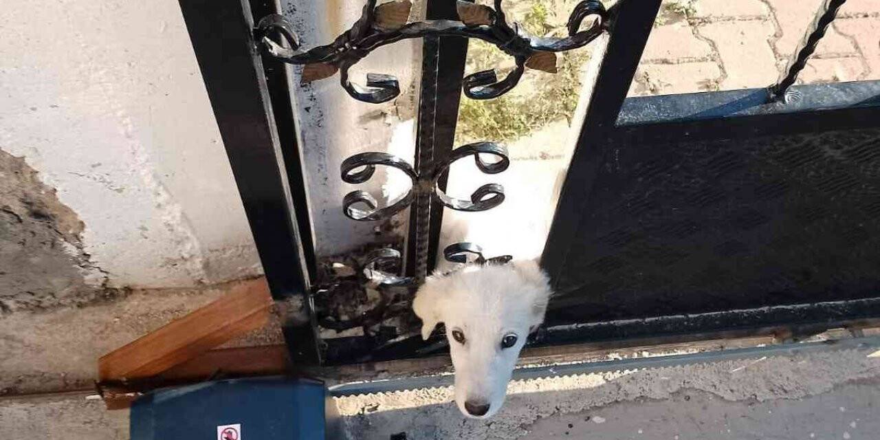 Demir kapıya başı sıkışan köpeği itfaiye ekipleri kurtardı