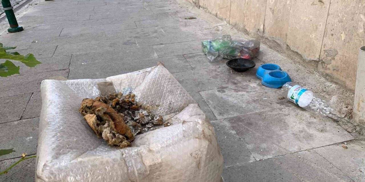 Sokak hayvanları için gelişigüzel bırakılan yiyecek artıkları ‘Pes’ dedirtti