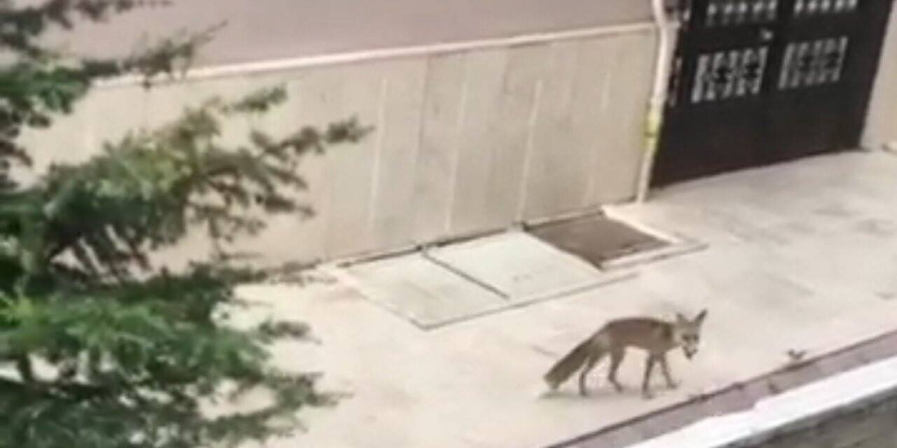 Başkentte aç ve susuz kalan tilkiler şehir merkezine indi