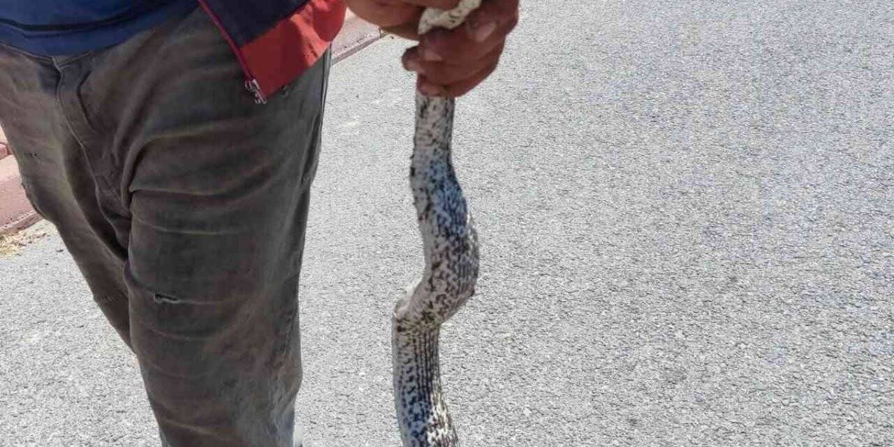 Piknik alanındaki yılanı eliyle yakaladı