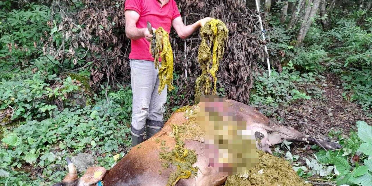 Doğaya bırakılan çöpler bir ineğin ölümüne neden oldu