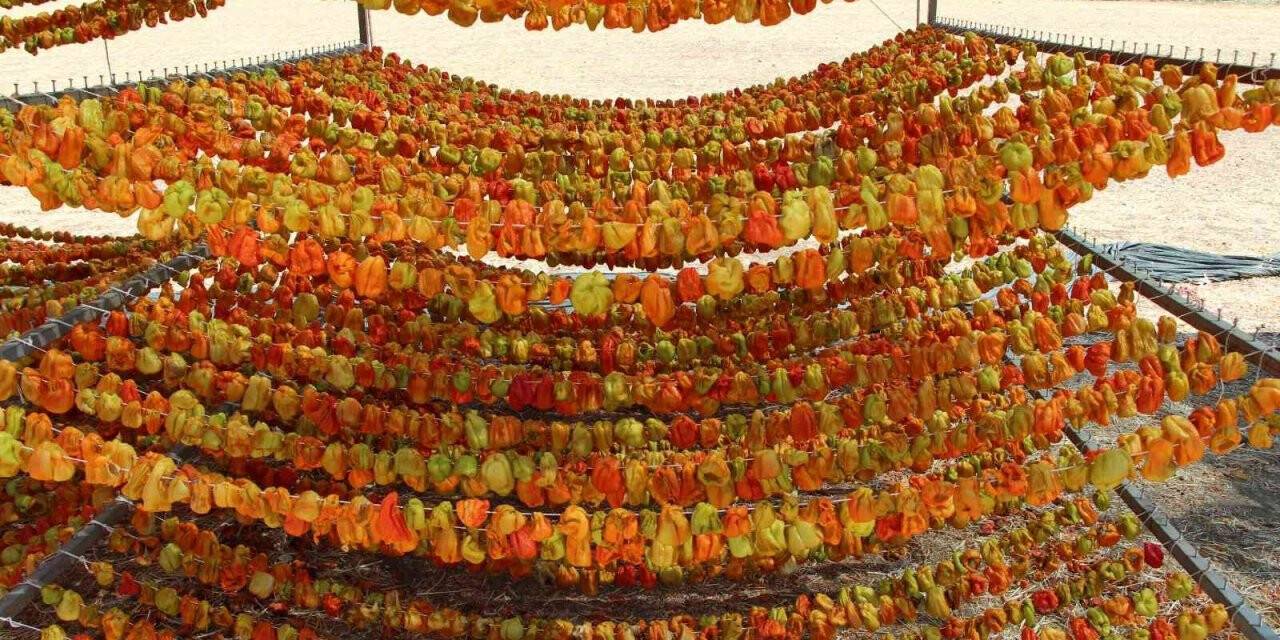 Yılda kuruttuğu 600 ton sebzeyle 200 aileye ekmek kapısı oluyor