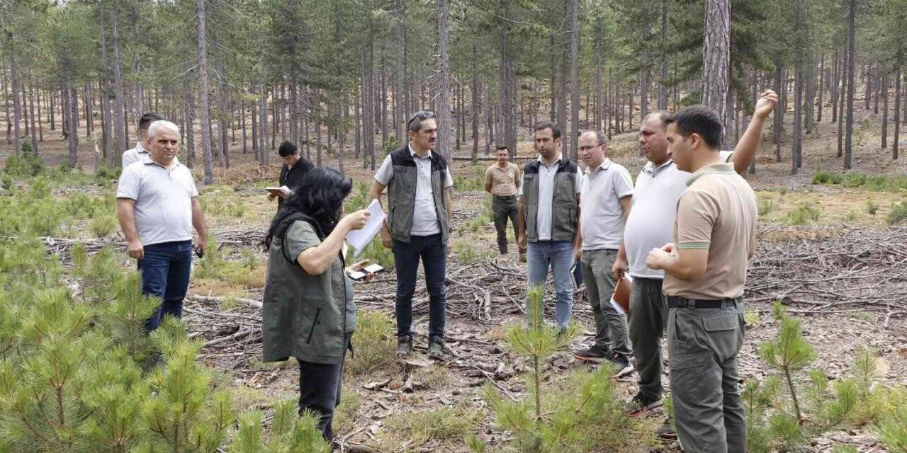 Köyceğiz’de karaçam gençleştirme sahaları incelendi