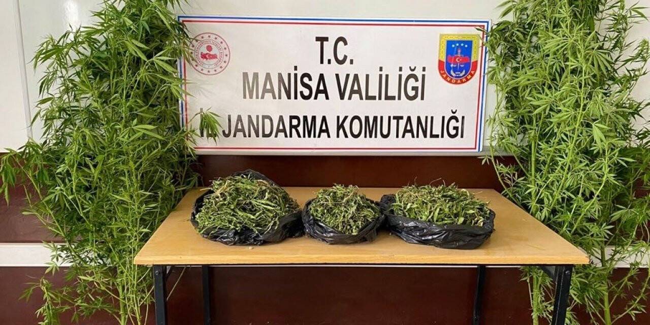 Manisa’da 1983 kök kenevir bitkisi ele geçirildi