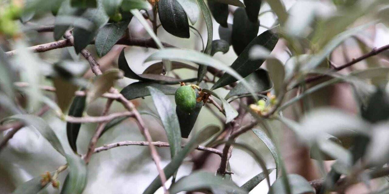 Tarihi Trabzon’da milattan önceye dayanıyor ama bugünlerde adı var kendisi yok