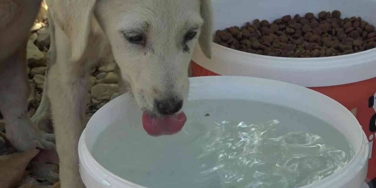 Bursa’da sıcak havalarda sokaktaki can dostlar unutulmuyor
