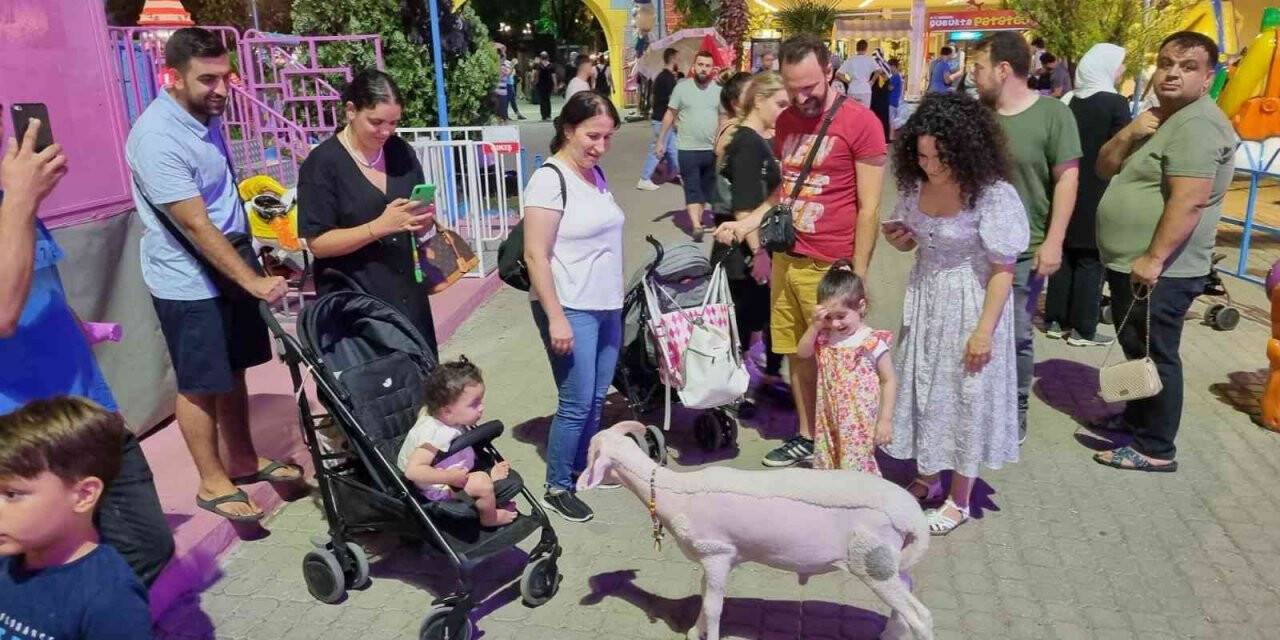 Sahibiyle lunaparka giden kuzu ilgi odağı oldu