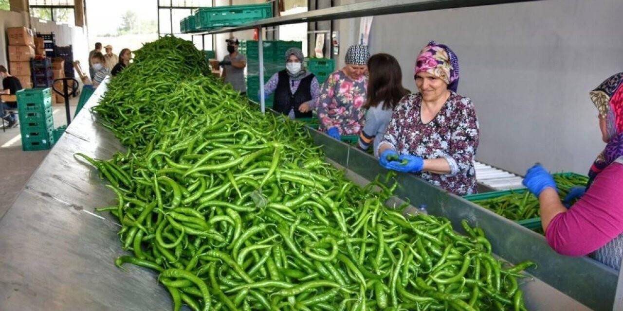 Üretken belediyecilik bilimin gündeminde