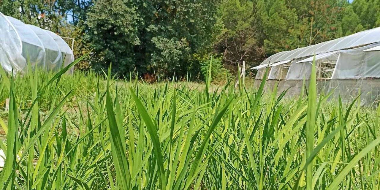 BUÜ’de damla sulama yöntemi ile çeltik üretimi başladı