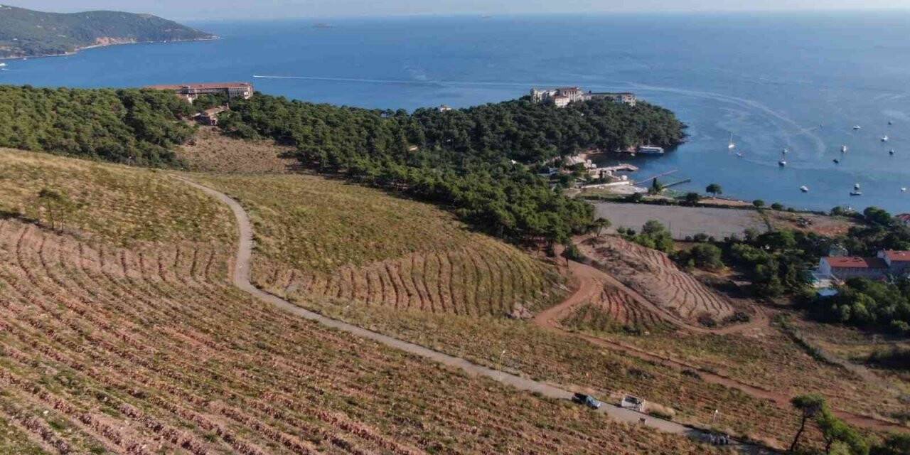 Heybeliada’da yanan ormanlık alan 1. yıl dönümünde eski yeşil görünümüne kavuşuyor