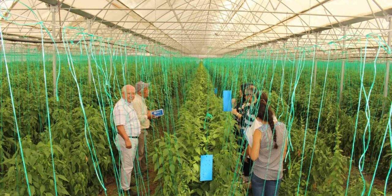 Elmalı’da çiftçiye 10 bin adet yapışkan tuzak dağıtıldı