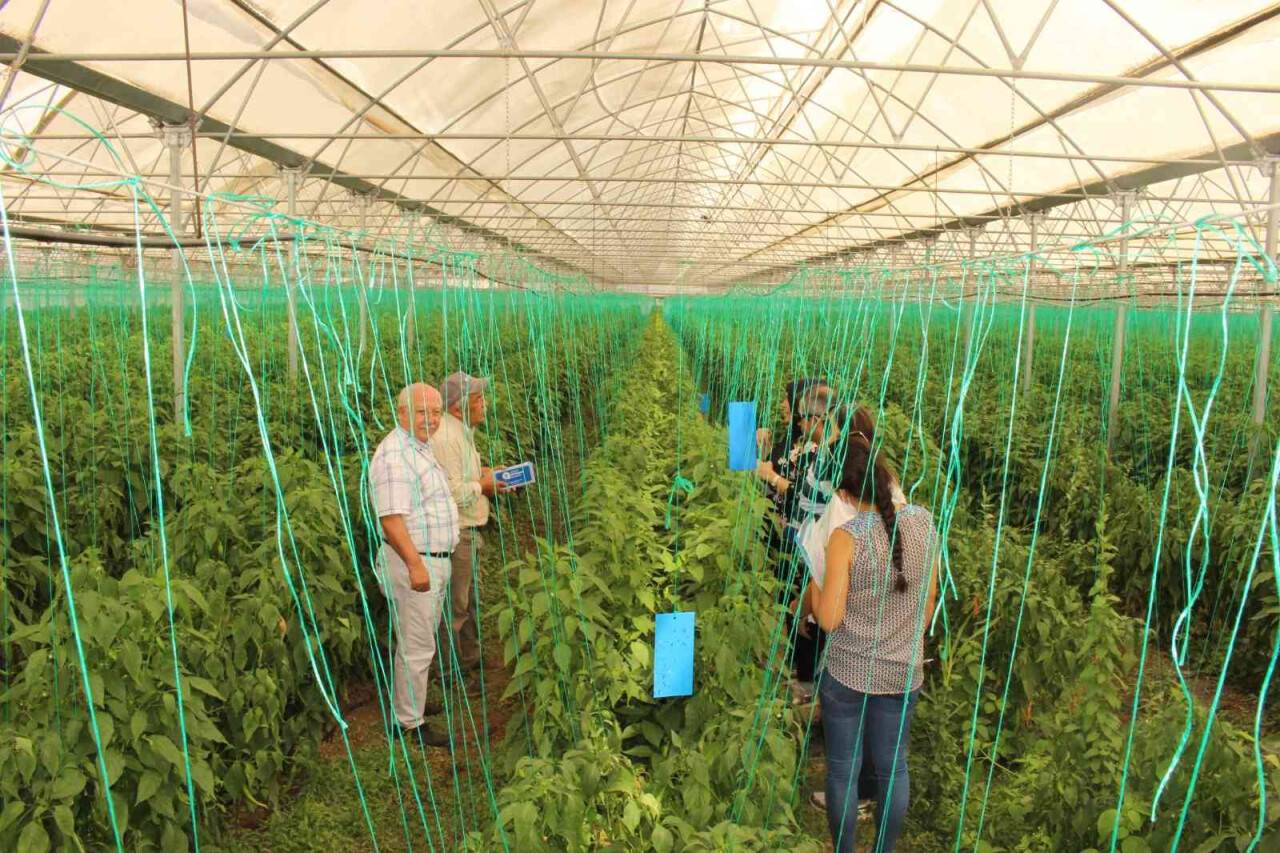 Çiftçiye 10 bin adet yapışkan tuzak dağıtıldı