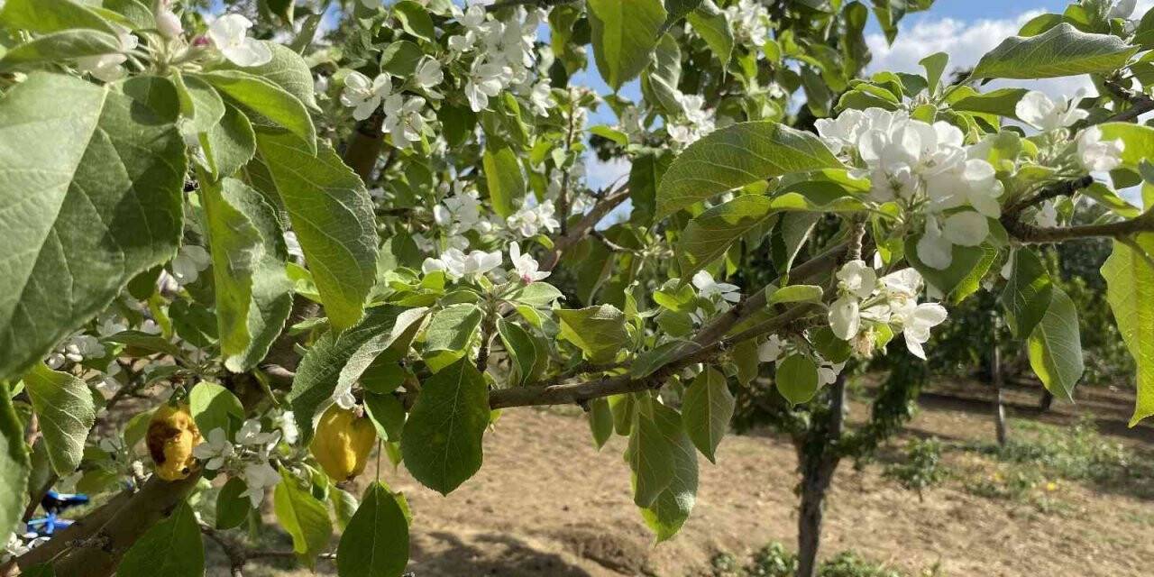Elma ağaçları yıl içerisinde ikinci kez çiçek açtı